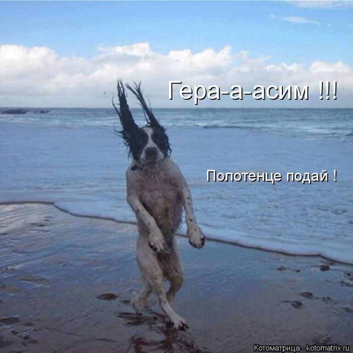 Лучшие котоматрицы недели