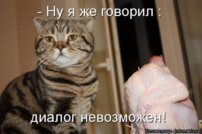 Лучшие котоматрицы недели