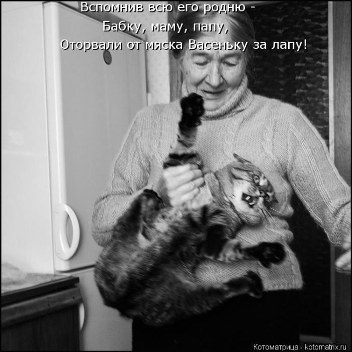 Лучшие котоматрицы недели
