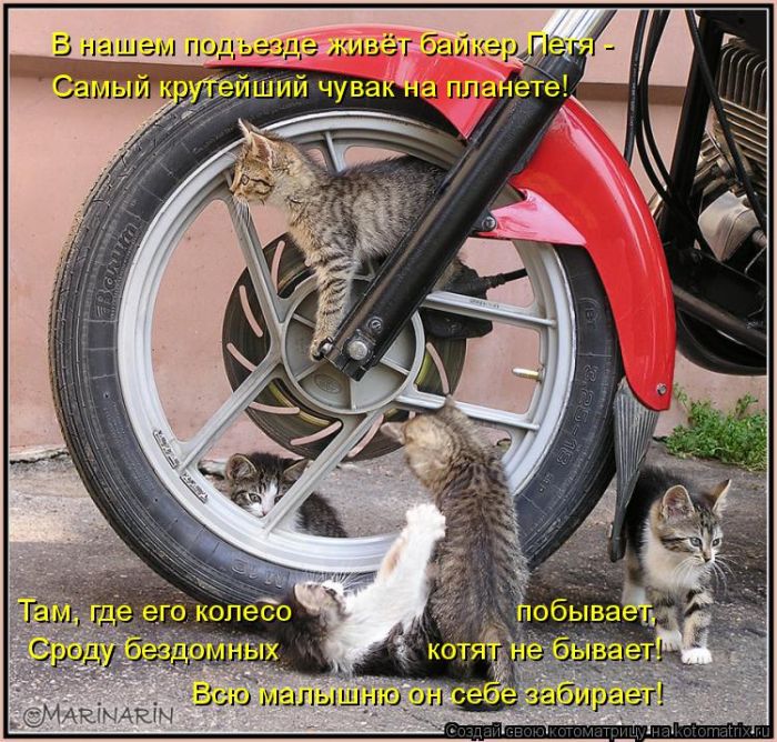 Лучшие котоматрицы недели