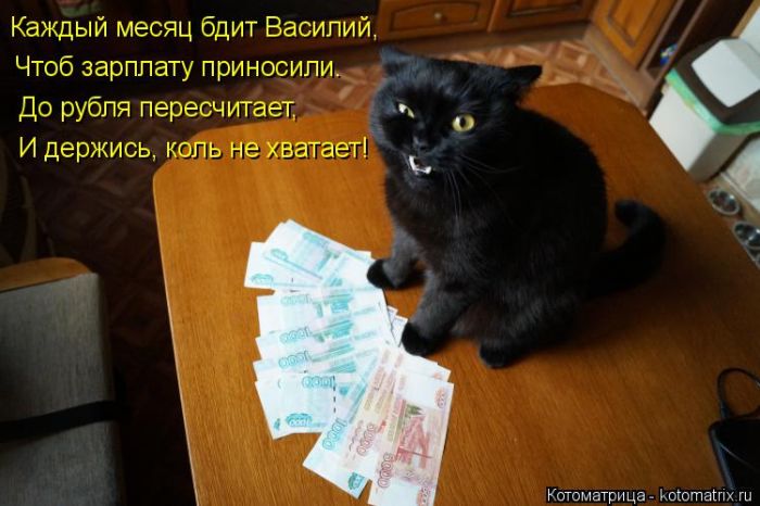 Лучшие котоматрицы недели