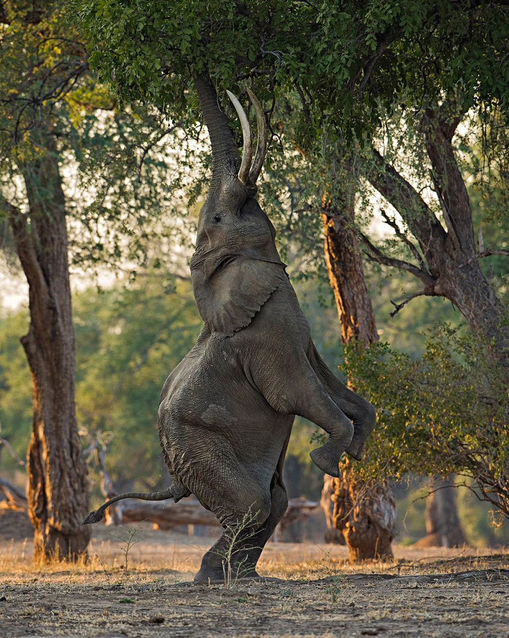 Лучшее с конкурса фотографии National Geographic 2013. Часть 2 Лучшее с конкурса фотографии National Geographic 2013. Часть 2