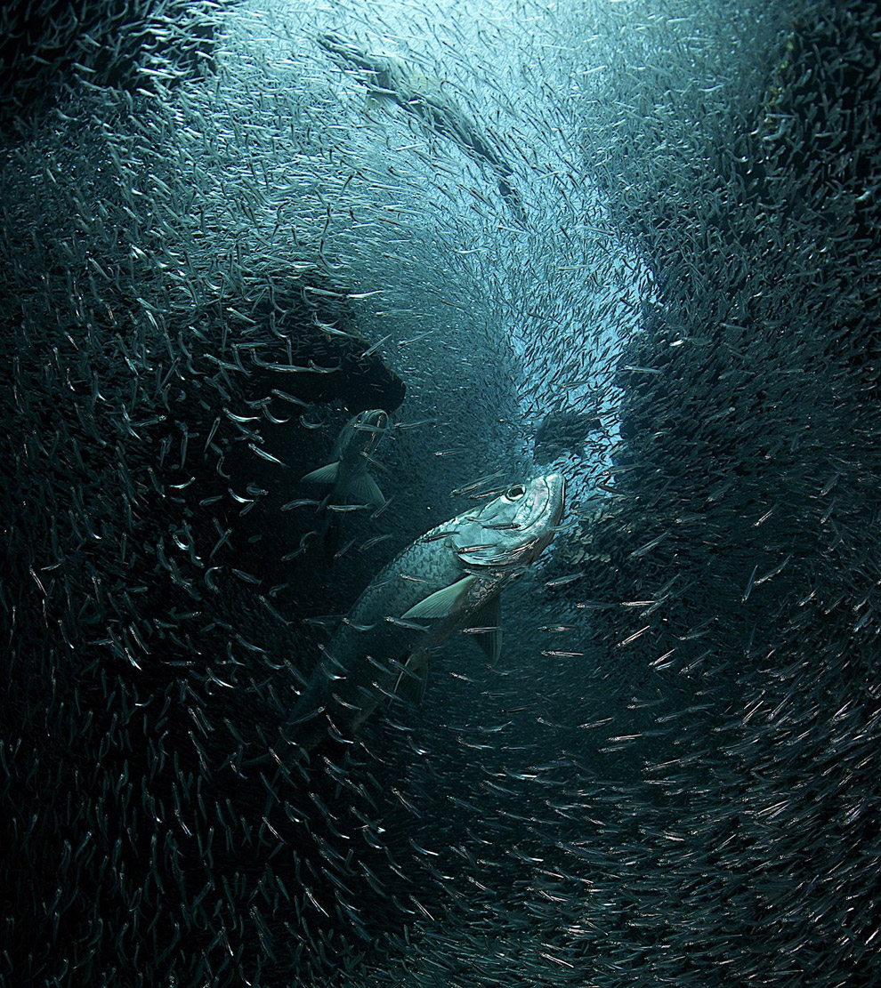 Лучшее с конкурса фотографии National Geographic 2013. Часть 2 Лучшее с конкурса фотографии National Geographic 2013. Часть 2
