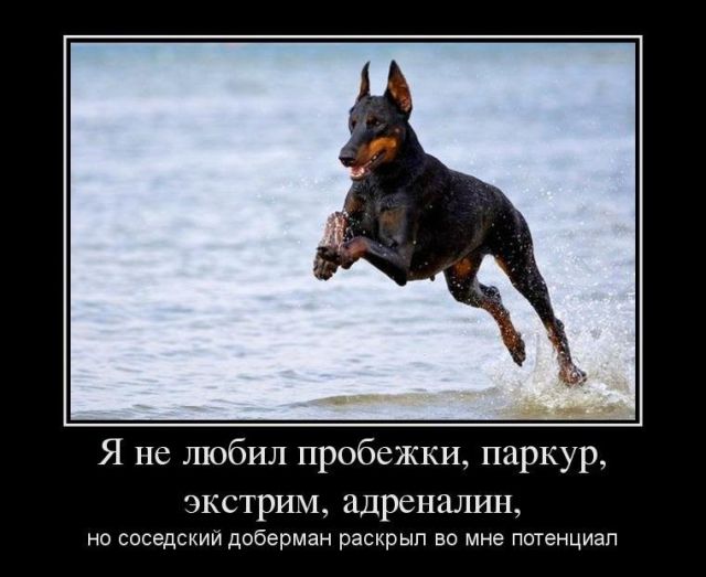 Демотиваторы