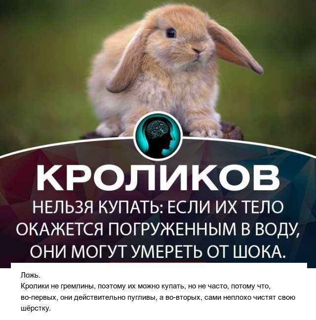 Правда или ложь: факты, которые могут вводить людей в заблуждение