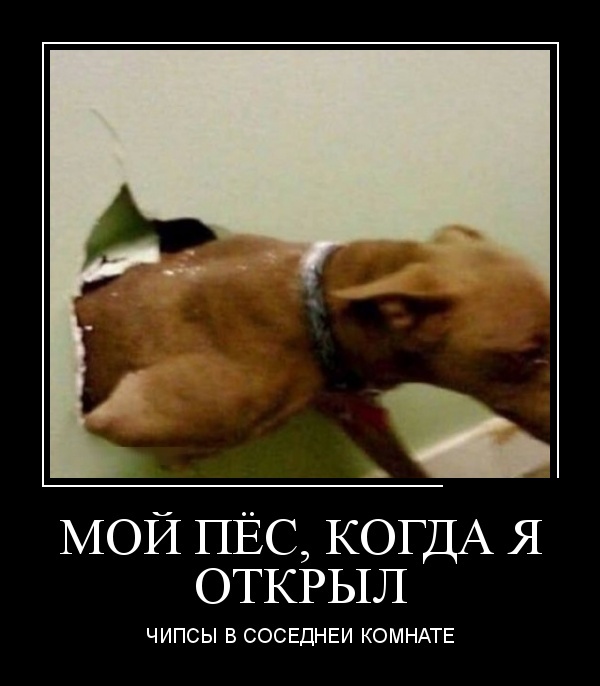 Демотиваторы
