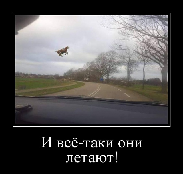 Демотиваторы