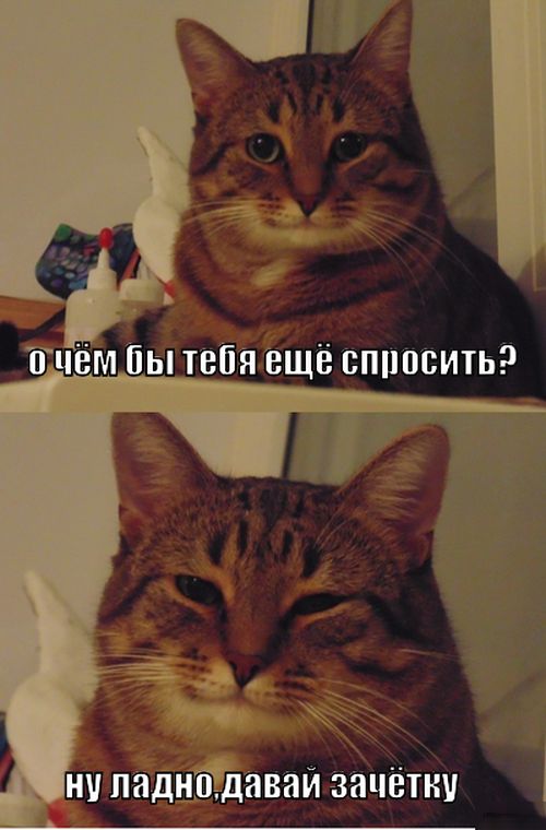 Порция картинок