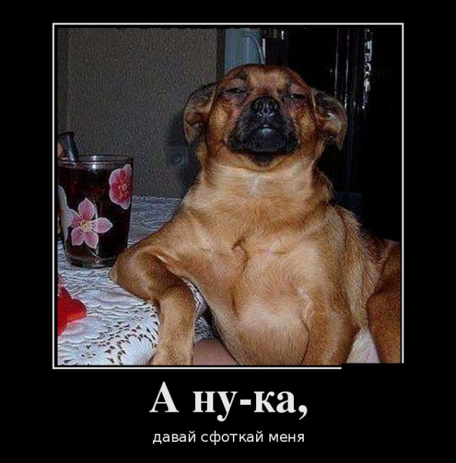Демотиваторы