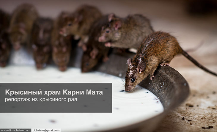 Храм крыс в Индии