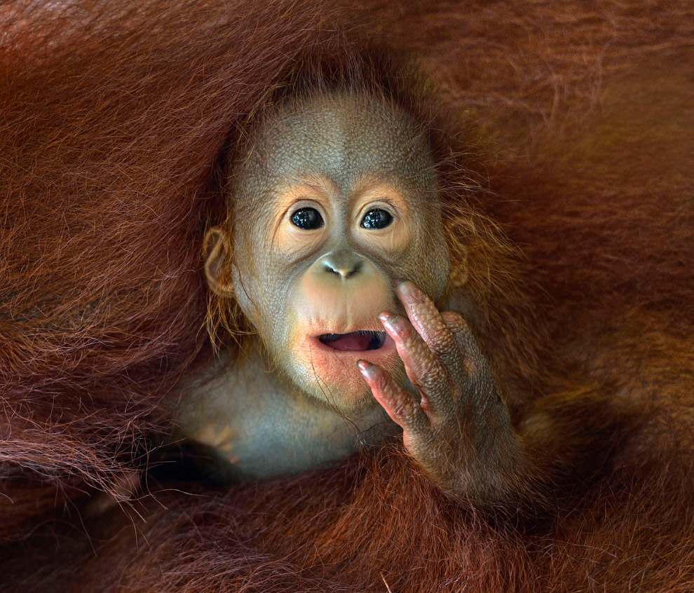 Sony World Photography Awards 2014 Sony World Photography Awards 2014