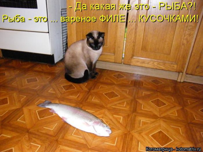 Лучшие котоматрицы недели