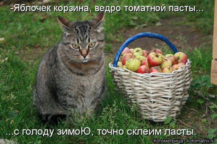 Лучшие котоматрицы недели