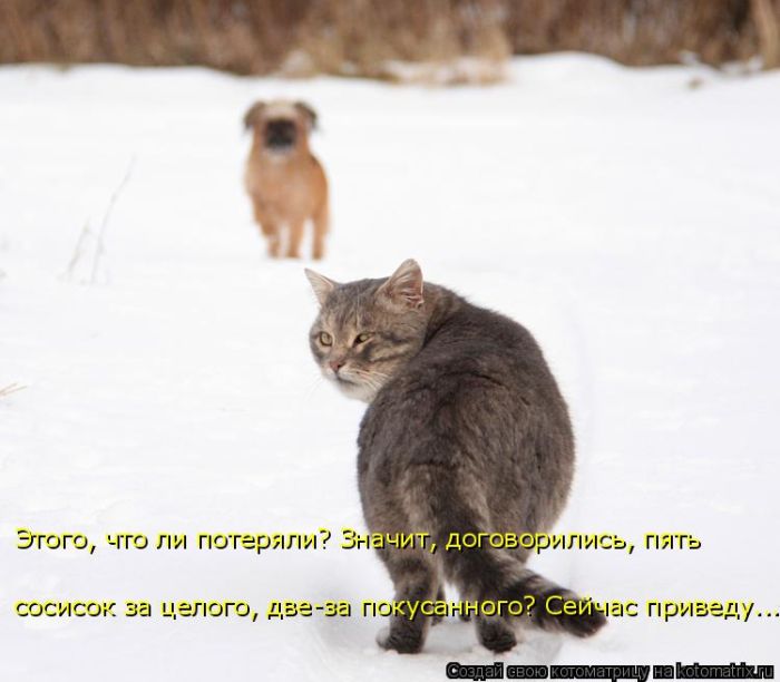 Лучшие котоматрицы недели