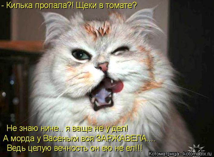 Лучшие котоматрицы недели