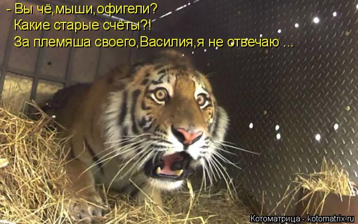 Лучшие котоматрицы недели