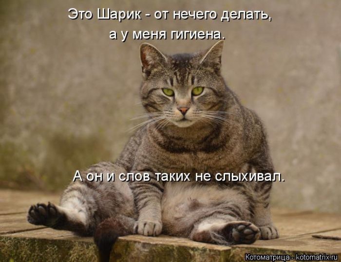 Лучшие котоматрицы недели