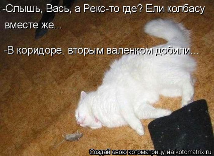 Лучшие котоматрицы недели