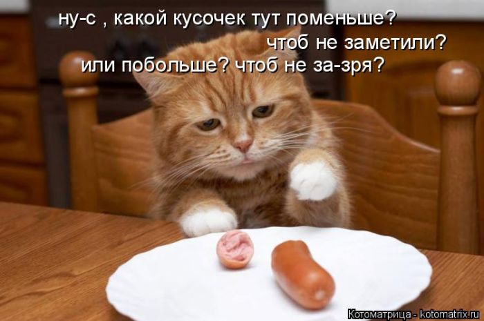 Лучшие котоматрицы недели