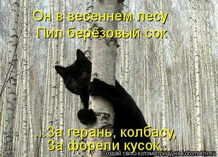 Лучшие котоматрицы недели