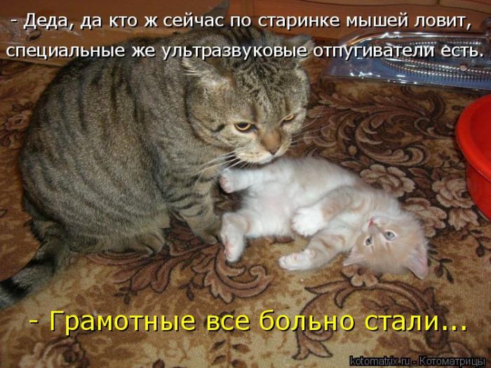 Лучшие котоматрицы недели