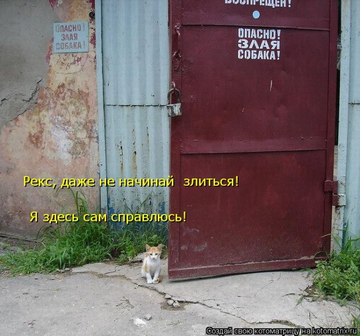 Лучшие котоматрицы недели