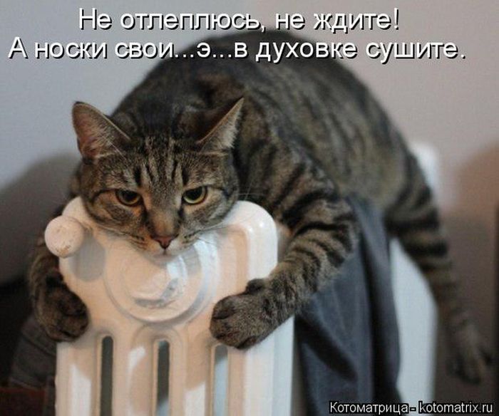 Лучшие котоматрицы недели