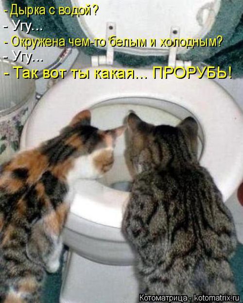 Лучшие котоматрицы недели