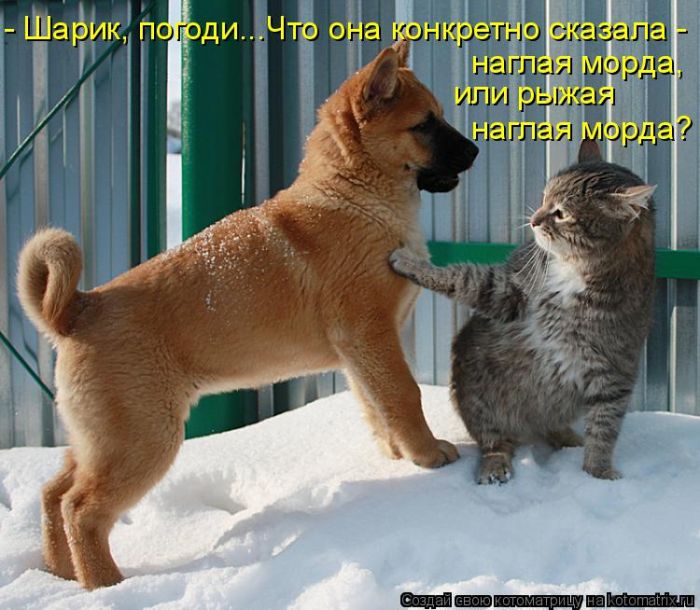 Лучшие котоматрицы недели