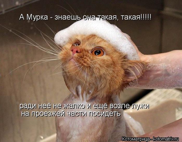 Лучшие котоматрицы недели