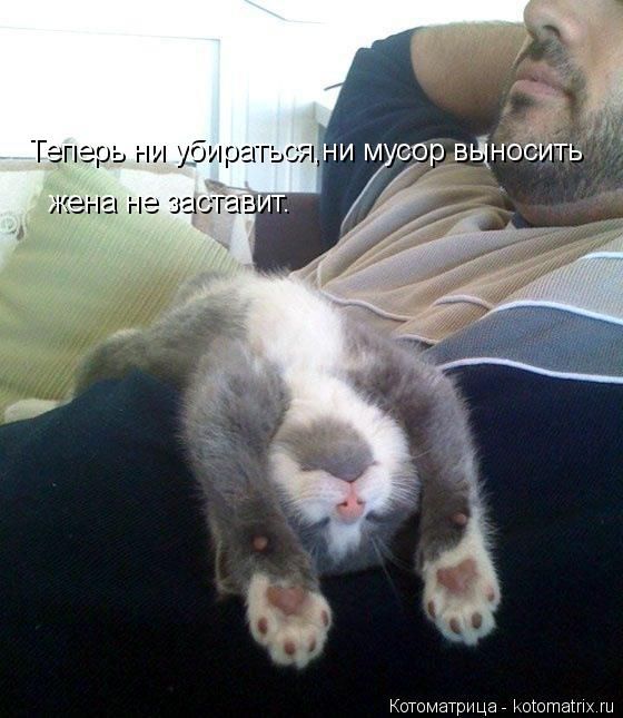 Лучшие котоматрицы недели