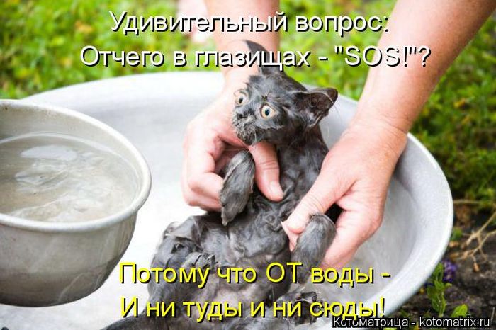 Лучшие котоматрицы недели