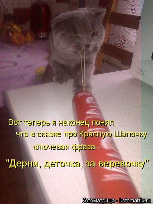 Лучшие котоматрицы недели