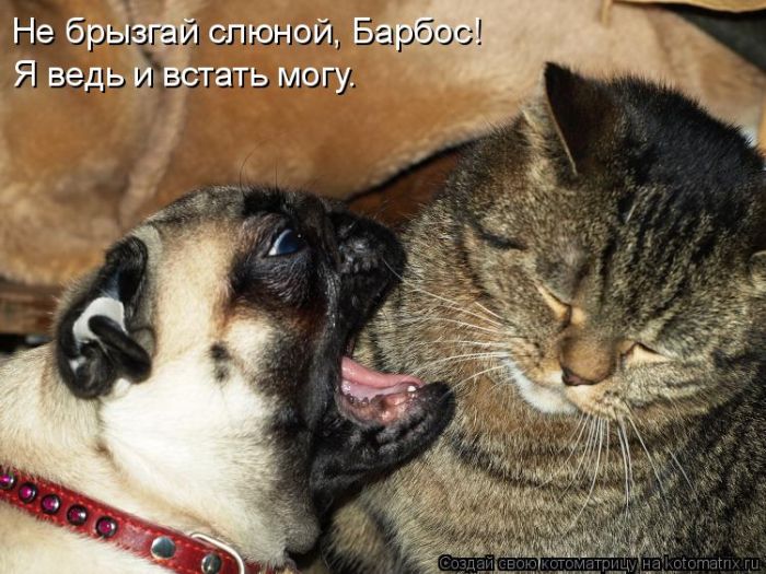 Лучшие котоматрицы недели