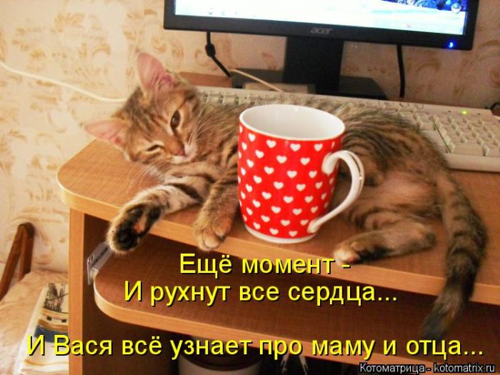 Лучшие котоматрицы недели