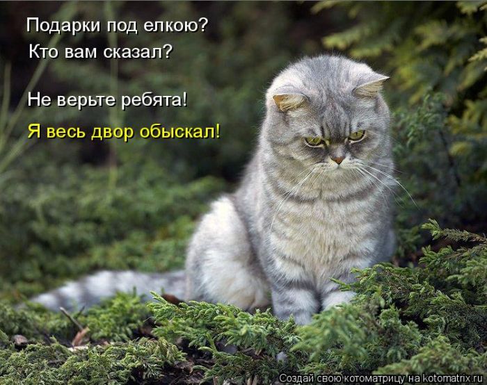 Лучшие котоматрицы недели