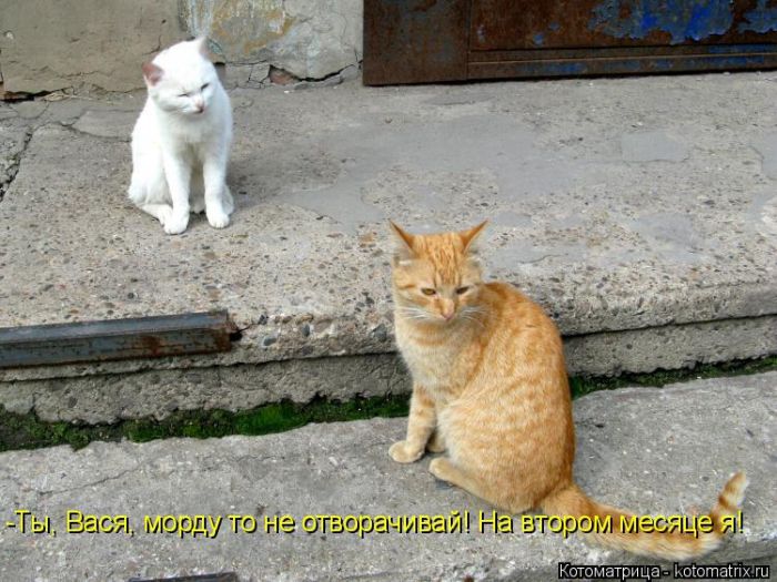 Лучшие котоматрицы недели
