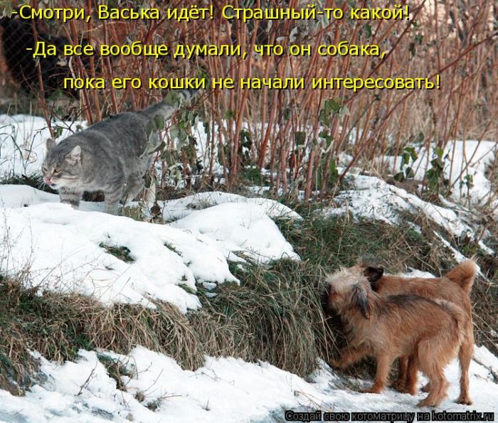 Лучшие котоматрицы недели