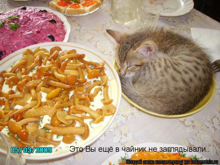 Лучшие котоматрицы недели