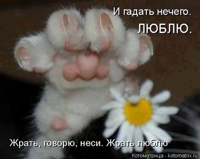 Лучшие котоматрицы недели