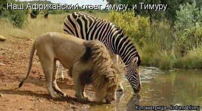 Лучшие котоматрицы недели