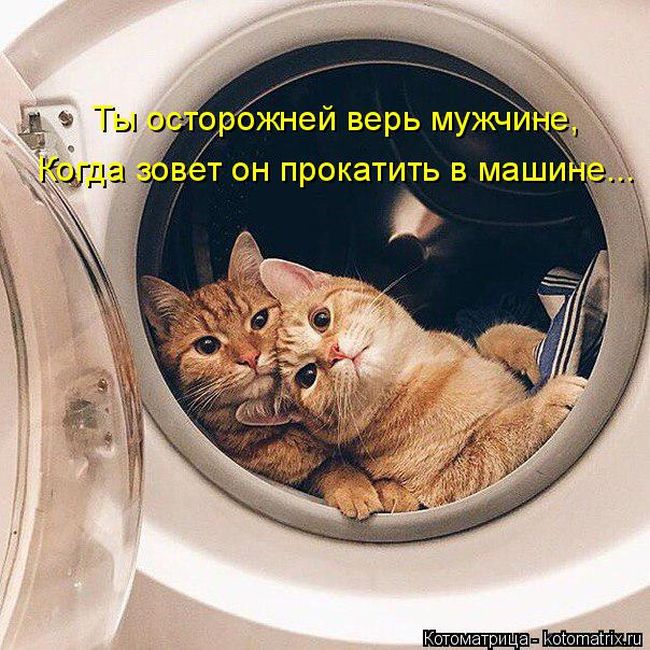 Лучшие котоматрицы недели