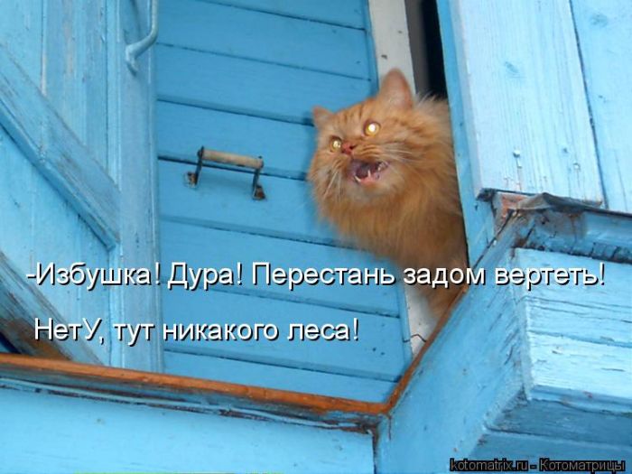 Лучшие котоматрицы недели