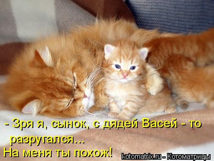 Лучшие котоматрицы недели