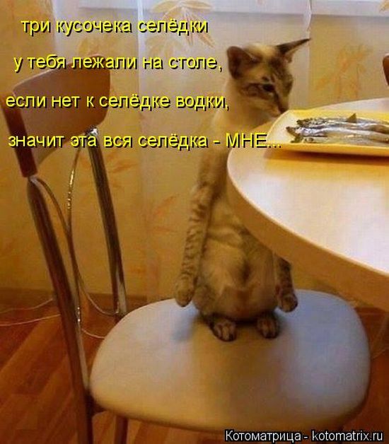 Лучшие котоматрицы недели