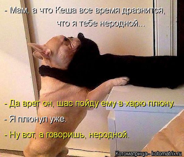 Лучшие котоматрицы недели