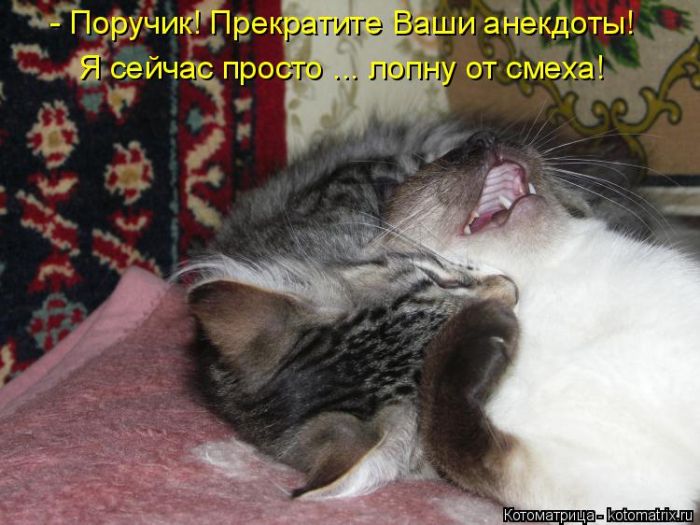 Лучшие котоматрицы недели