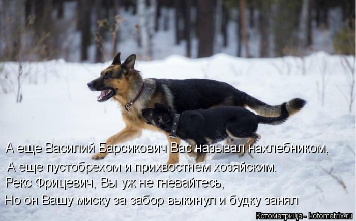 Лучшие котоматрицы недели