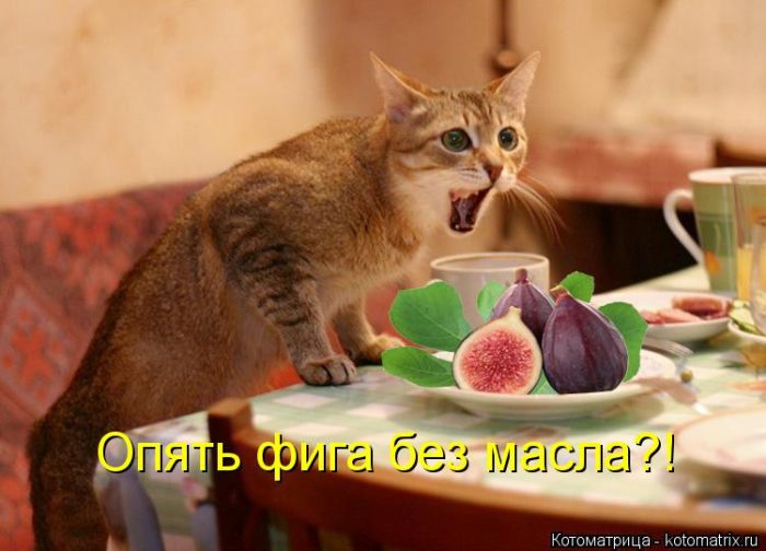 Лучшие котоматрицы недели
