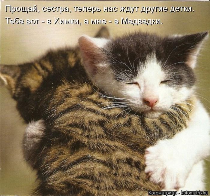 Лучшие котоматрицы недели